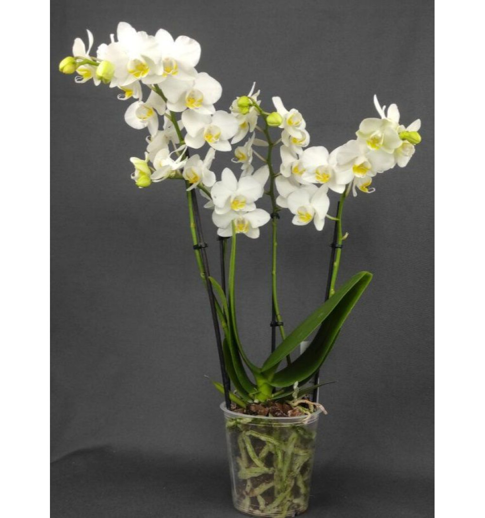 Ақ фаленопсис орхидеясы