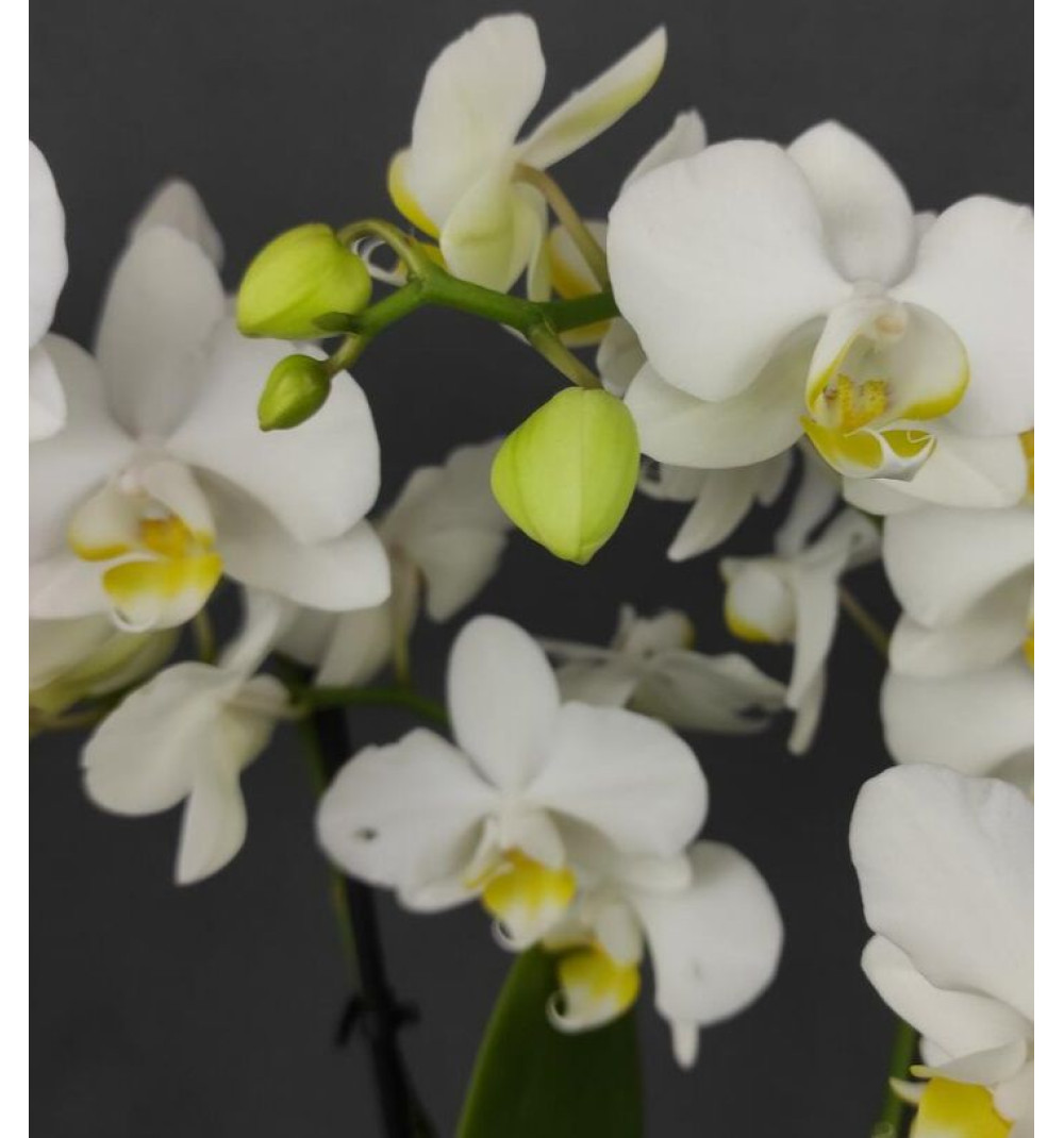 Ақ фаленопсис орхидеясы